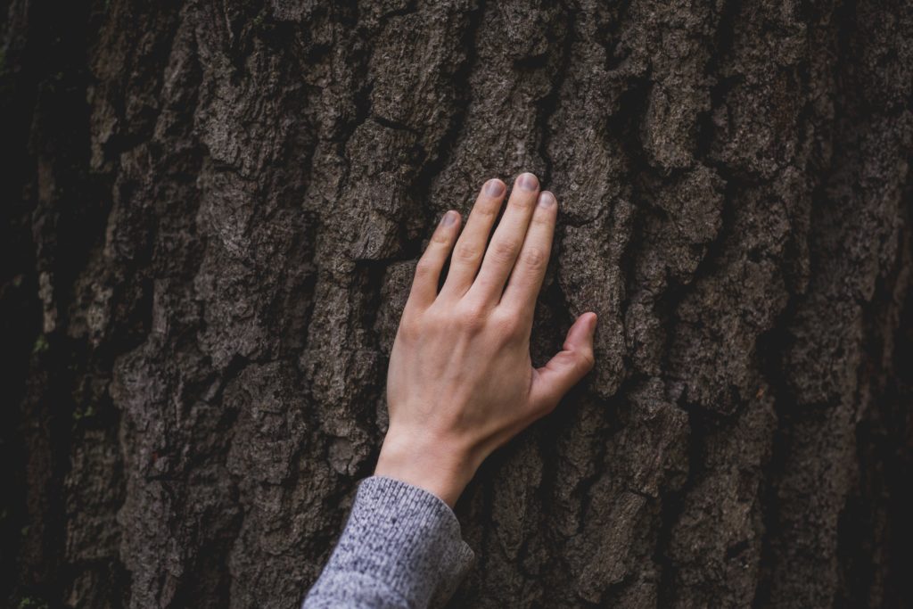 hand on tree bark 4460x4460 1024x683