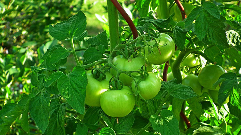 Feuilles de tomates, photo Pixabay, MrGajowy3